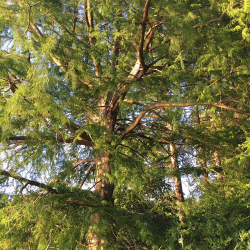Taxodium distichum