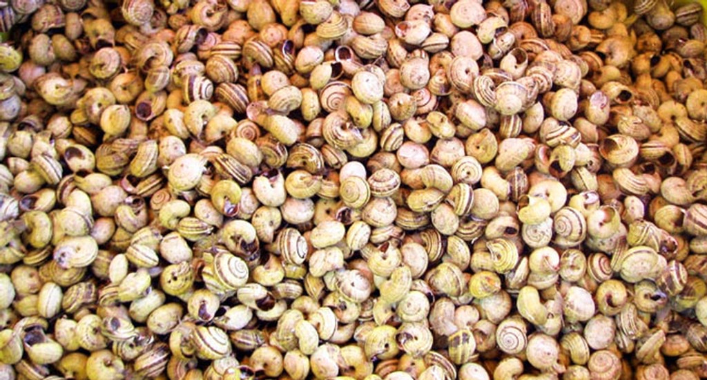 How French Escargots Snails Are Harvested and Processed