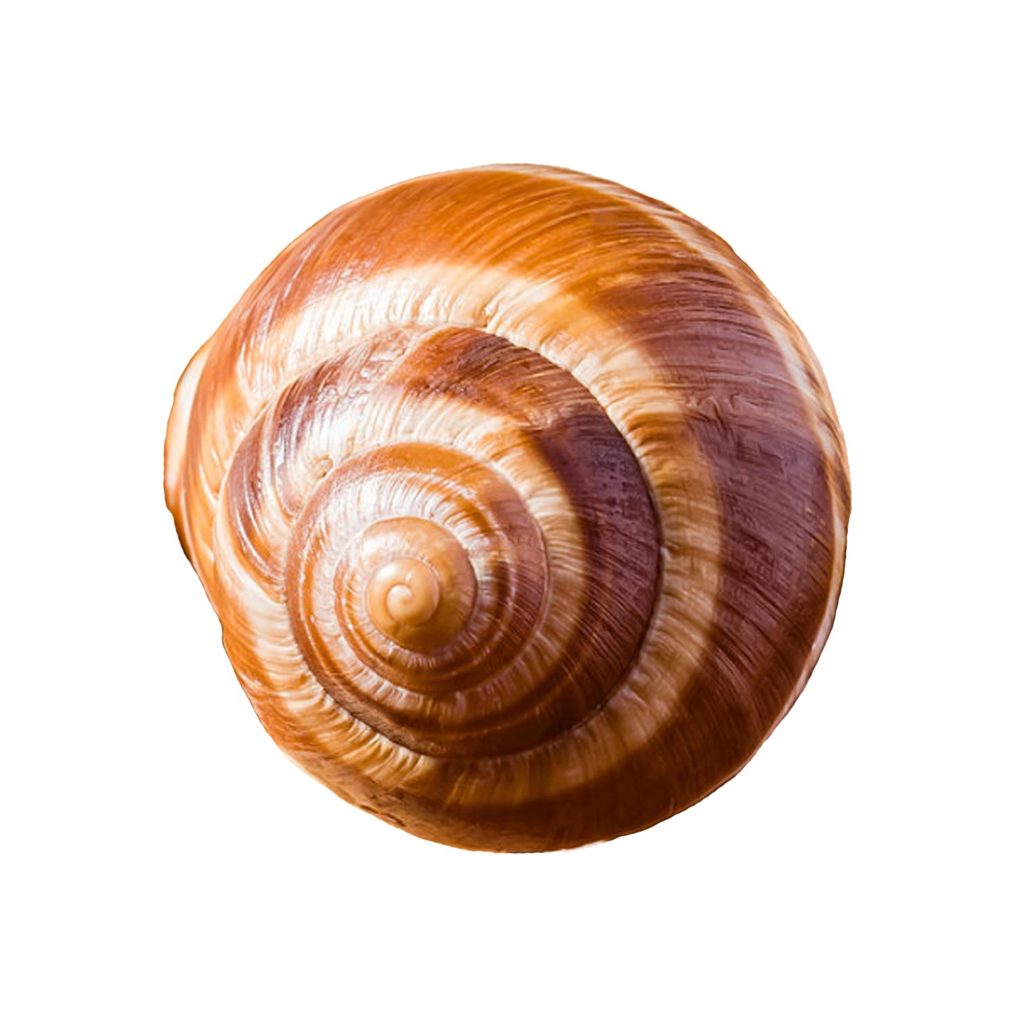 https://cdn11.bigcommerce.com/s-8y0jf/images/stencil/2048x2048/products/263/1066/escargot-snail-shell__56431.1684356697.jpg?c=2