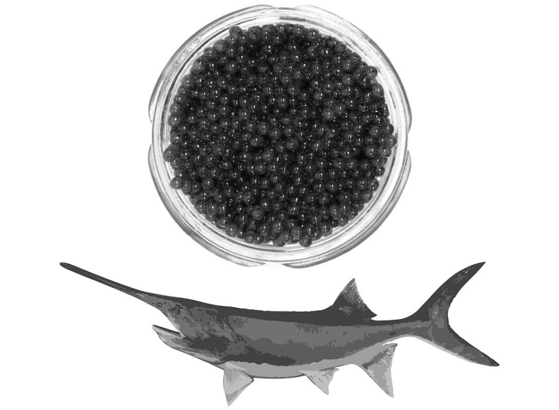 American Paddlefish - Polydon Spathula - History, Characteristics and Conservation