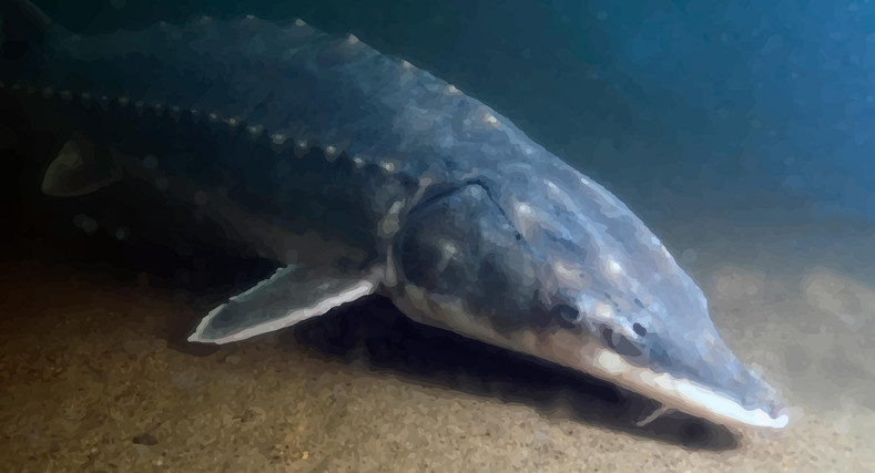 Monster Atlantic Sturgeon Discovered in Hudson River Signals Hopeful Future for Dwindling Ecosystem