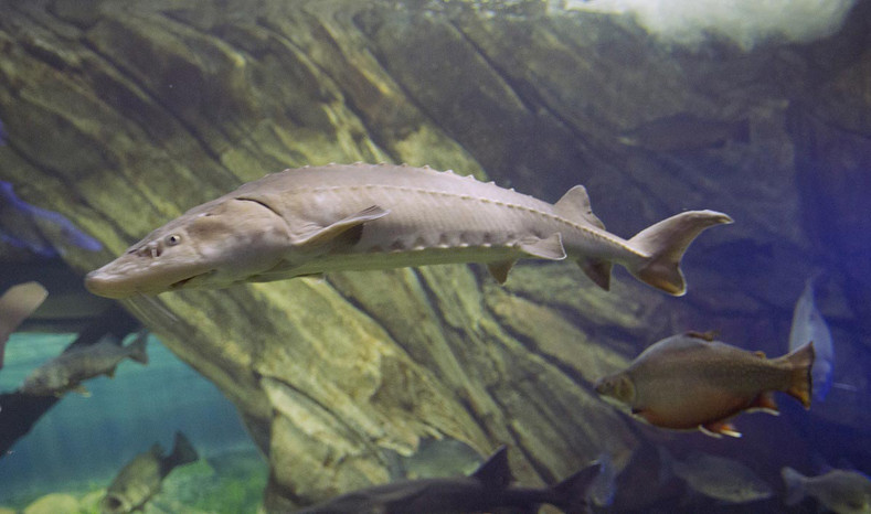 How is fish roe harvested and made into fine caviar?