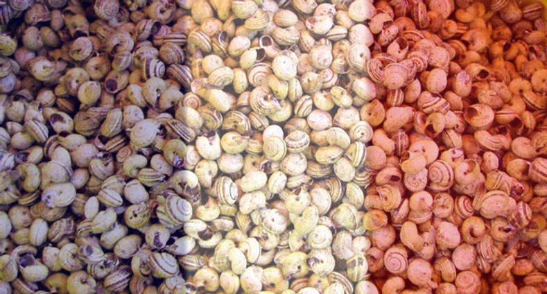 How French Escargots Snails Are Harvested and Processed