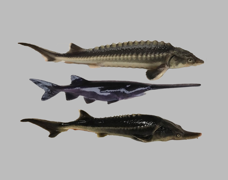 Hungarian Scientists Unintentionally Create a New Hybrid Sturgeon Species - The 'Sturddlefish'