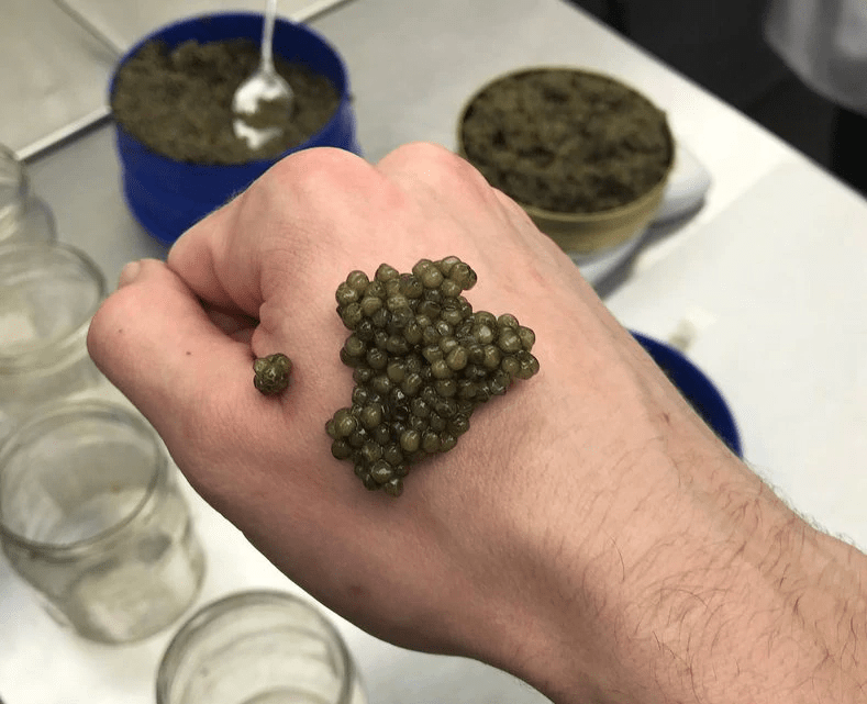 How To Eat Caviar Serve And Eat Caviar Like A Pro Caviar Star