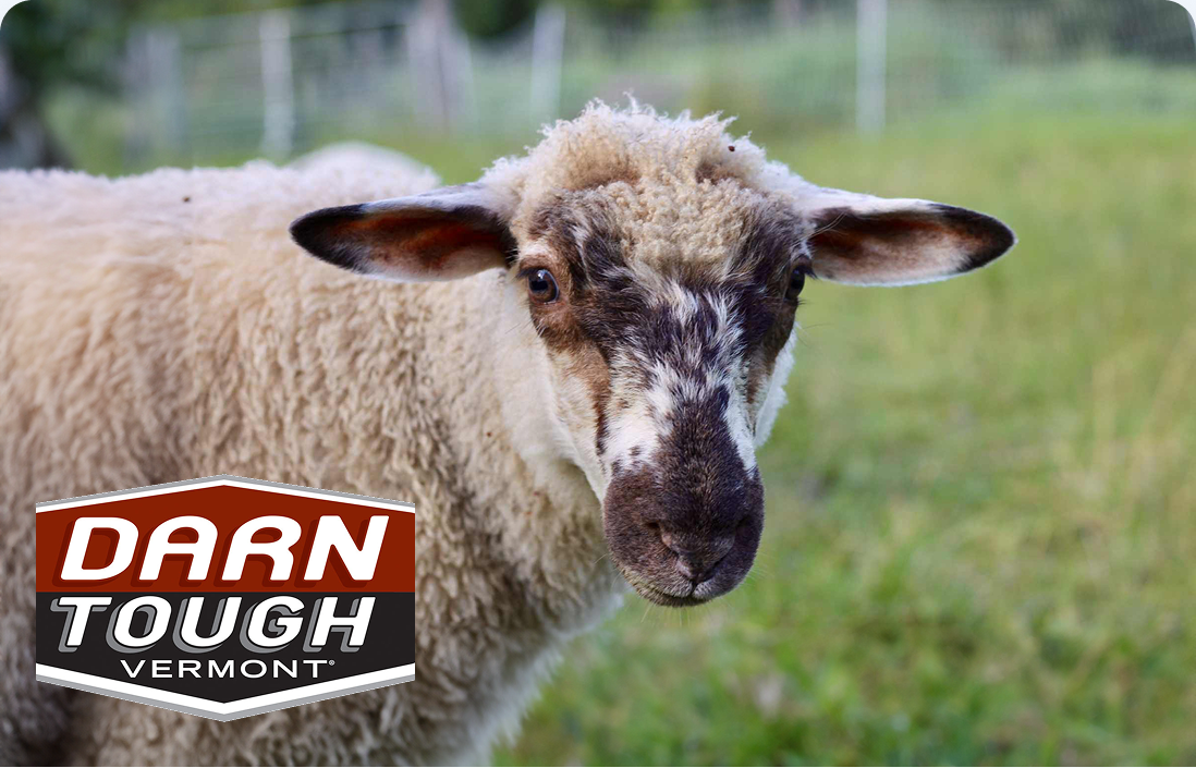 Friendly sheep for Darn Tough socks merino wool demonstration