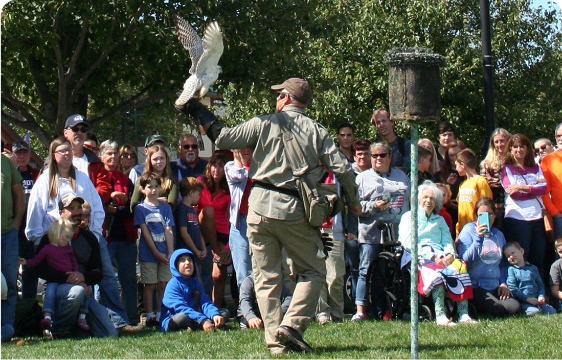 Majestic bird of prey perched for Raptor Project demonstration