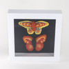 Needle Felted Butterfly Specimens in Glass Curio Display Box (7x7)