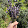 Mini Wool Landscape Painting: Needle Felted Fiber Art (Lavender Fields #5) 3x3