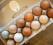 Willow Creek Ranch Eggs