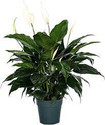 PEACE LILY PLANT 8in