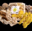 Organic Oyster Mix Mushroom Direct