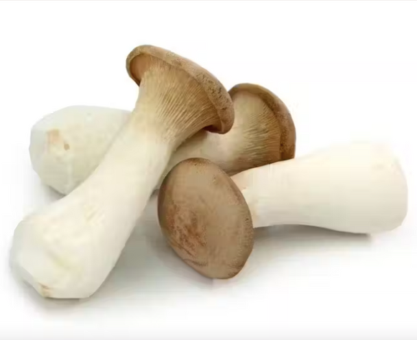 Organic King Trumpet Mushrooms Mushroom Direct