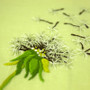 Dandelion Hand Embroidery Design