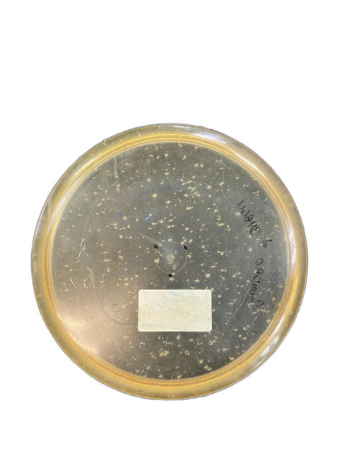 Vist Large View of Product Image Which is Used Innova DISC Disc Golf Mid Range White