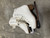 Used Jackson CLASSIQUE Girls Figure Skate White Junior 02 11774-S000069573 View 1