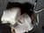 Used Risport LASER SZ 2 Girls Figure Skate White Junior 02 11935-S000465155 View 2