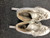 Used Riedell FIGURE LT WomensFigure Skate White Senior 5.5 11162-C000426372 View 4