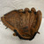 Used Mizuno World Win MWW 1159 Baseball Glove RH Throw Brown 11 1/2" 11855-S000186520 View 4