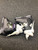 Used Dalbello KYRA 75 Womens DH Ski Boot None 225 MP - J04.5 - W5.5 11162-C000431896 View 9