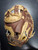Used Louisville Slugger V204 32 BB/SB Catchers LH Throw Brown 32" 10047-S000473982 View 3