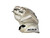 Used CCM E 4.9 Senior Goalie Catcher White 11768-S000225821 View 1