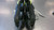 Used Element ENFORCER Senior Aggressive Skates Black Senior 11 11339-S000194131 View 5