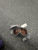 Used Snow Goggles Adult Black 11162-S000435909 View 1