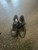 Used Asics FH Cleats Black Senior 10 11849-S000031565 View 2