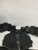Used MacGregor UMPIRE CHEST PROTECTOR Umpire Chest Protector 11871-S000021729 View 4