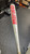 Used Marucci CAT 7 BB/SB Youth Bat 31" 11831-S000030171 View 2