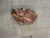 Used Wilson BALL HAWK BB/SB Glove RH Throw Brown 10" 11614-S000222984 View 1