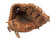 Used SSK MEDAL SERIES Medal Pro MAX-10 Leather Baseball Glove RH Throw Brown 12" 11731-S000149421 View 1