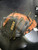 Used Wilson A550 BB/SB Catchers RH Throw Brown 32" 11605-S000209149 View 10