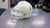 Used Riddell HELMET FB Helmet White SM 11339-S000196119 View 6