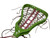 Used Brine ALLURE Womens Complete Lacrosse Stick Neon Green 42.5" 11731-S000151014 View 2