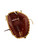 Used Rawlings SANDLOT BB/SB Catchers RH Throw Maroon 33" 11143-S000129260 View 3