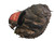 USED RAWLINGS PREMIUM SERIES LH BB/SB CATCHERS LH THROW BLACK 32 1/2" 11916-S000036205 View 2