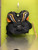 Used Vaughn V7 PRO Senior Body Armor MD 11686-S000049368 View 3