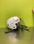 Used CCM TACKS 70 Helmet Cage Combo White XS 11686-S000049380 View 9