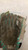 Used Wilson A200 BB/SB Glove T-ball White 10" 11668-S000117401 View 6