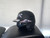 New JR RAWLINGS RX2 11526-RAWJRRX2BBHELMET View 1
