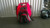 Used Demarini VOODOO OG BB/SB Player Backpack Red 11868-S000068282 View 1