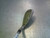Used Tour Edge HIGH PERFORMANCE Mens Individual Iron RH 8 Iron 11339-S000200475 View 3