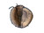 Used Wilson WILSON CATCHERS MIT BB/SB Catchers RH Throw Brown 30" 11523-S000168376 View 3