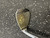 Used Lynx CRYSTAL CAT Golf Wedge Womens RH 56 Degree 11894-S000048533 View 3