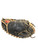 Used Rawlings GG ELITE 32.5 CATCHERS MITT BB/SB Catchers RH Throw Black 32 1/2" 11842-S000229014 View 1