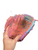 Used Rawlings THE MARK OF A PRO 10 INCH LHT BB/SB Glove LH Throw Pink 10" 11479-S000420772 View 3