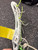 Used Brine ALLURE Womens Lacrosse Head White 11162-S000451785 View 3