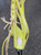 Used Nike ARISE X BRINE SHAFT Wmn Atk/Mid Complete Stick Yellow 11849-S000039181 View 4
